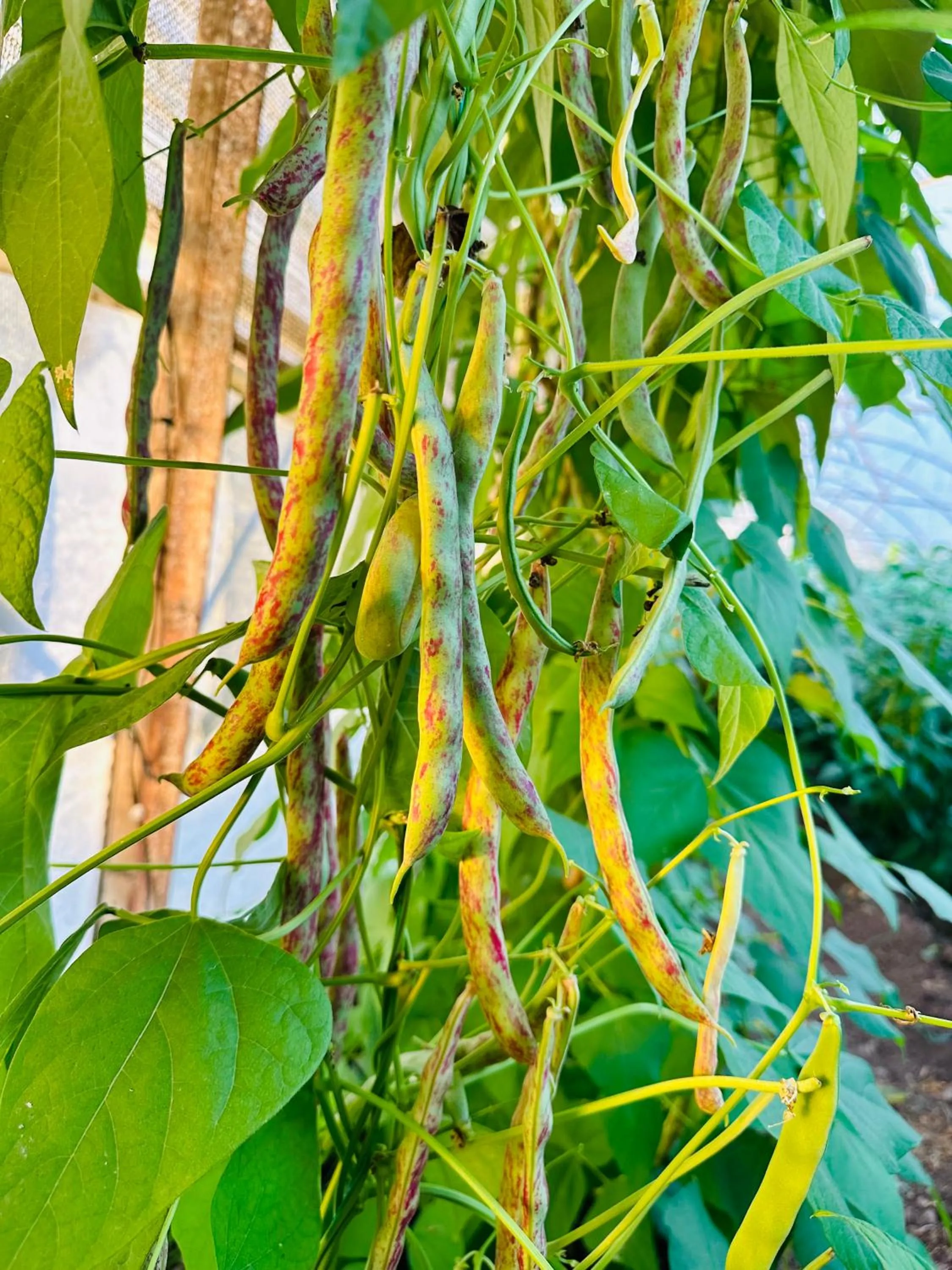 Garden in Gelidonya Pansiyon