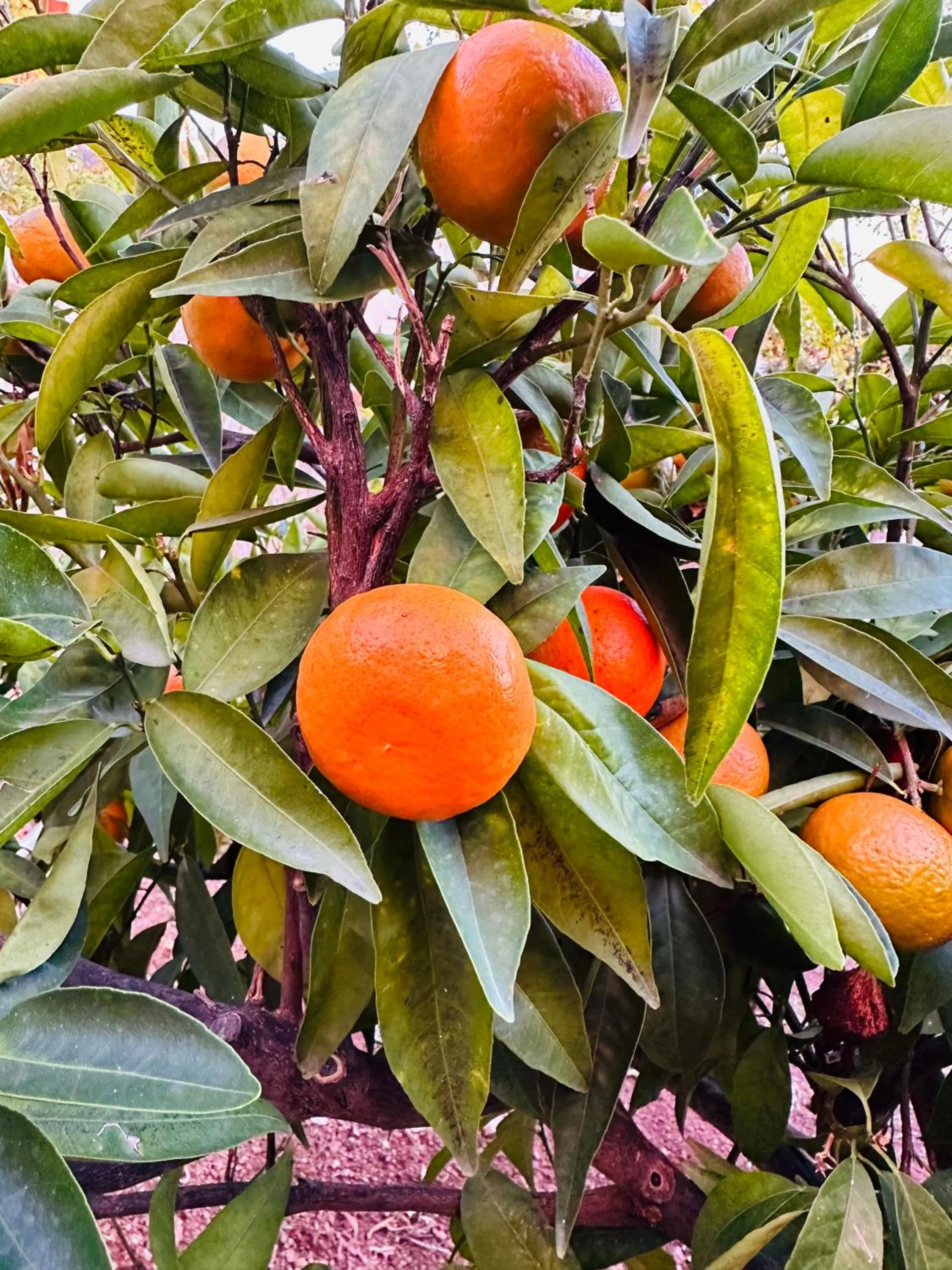 Garden in Gelidonya Pansiyon
