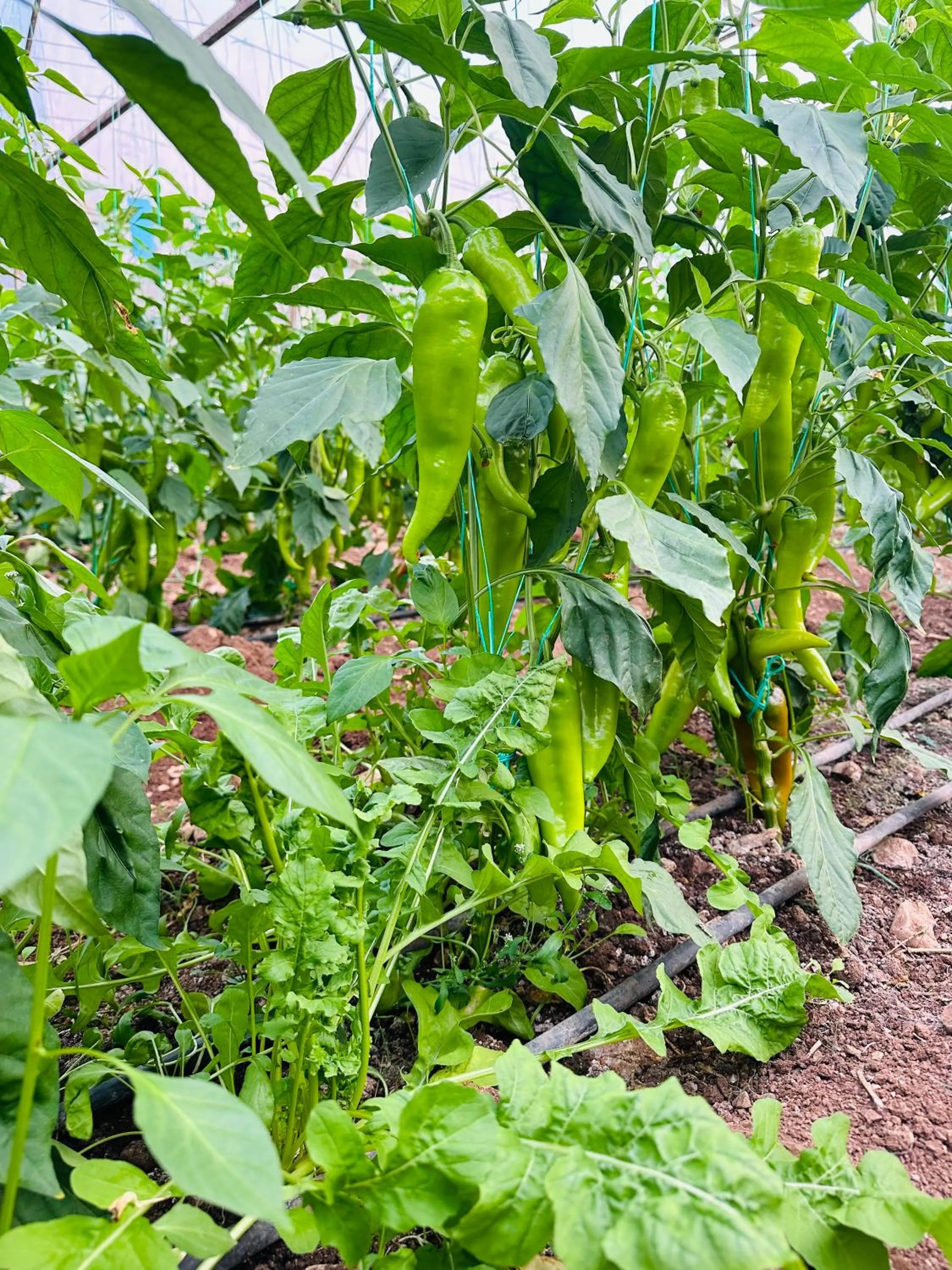 Garden in Gelidonya Pansiyon
