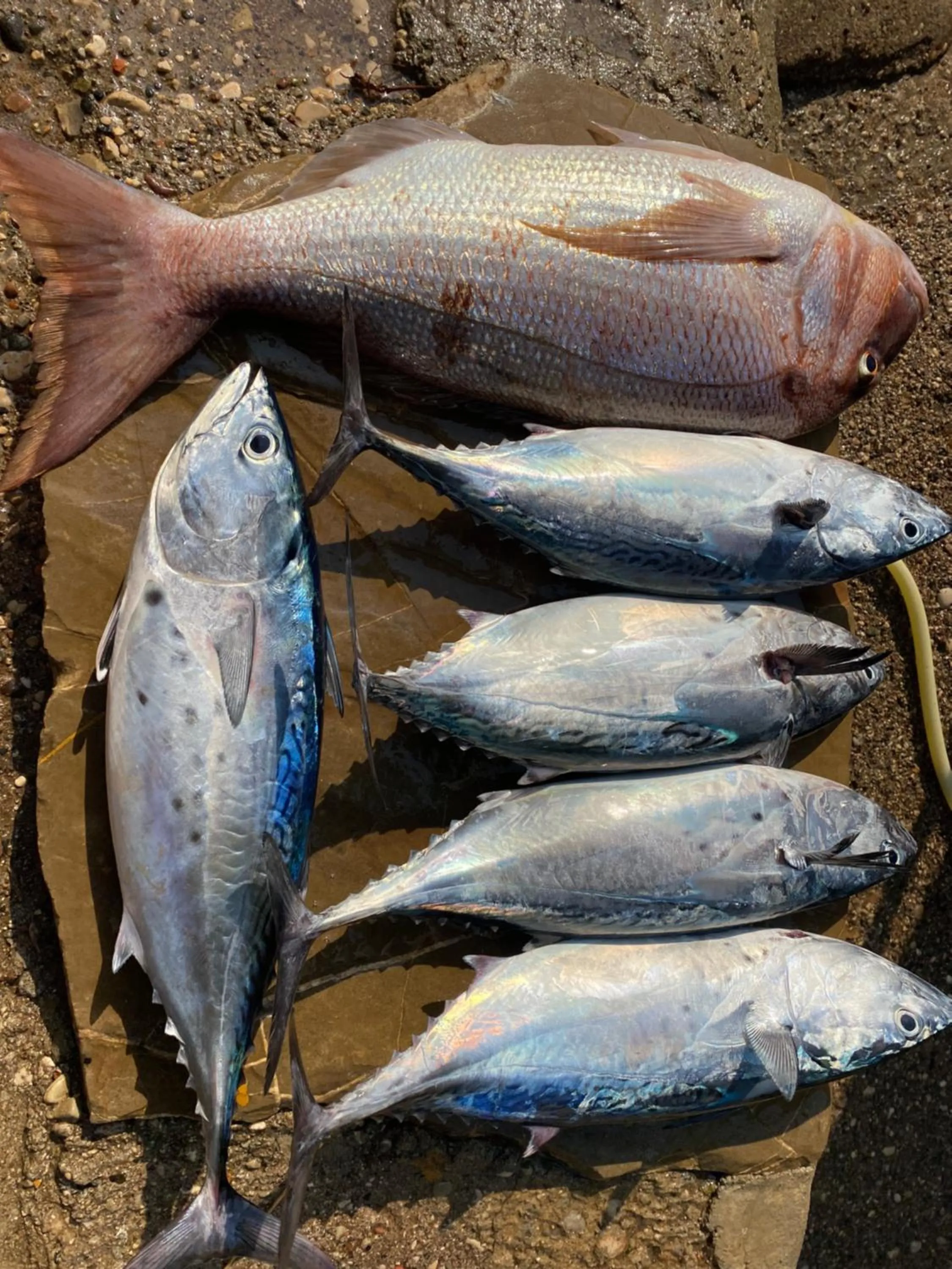 Fishing in Gelidonya Pansiyon