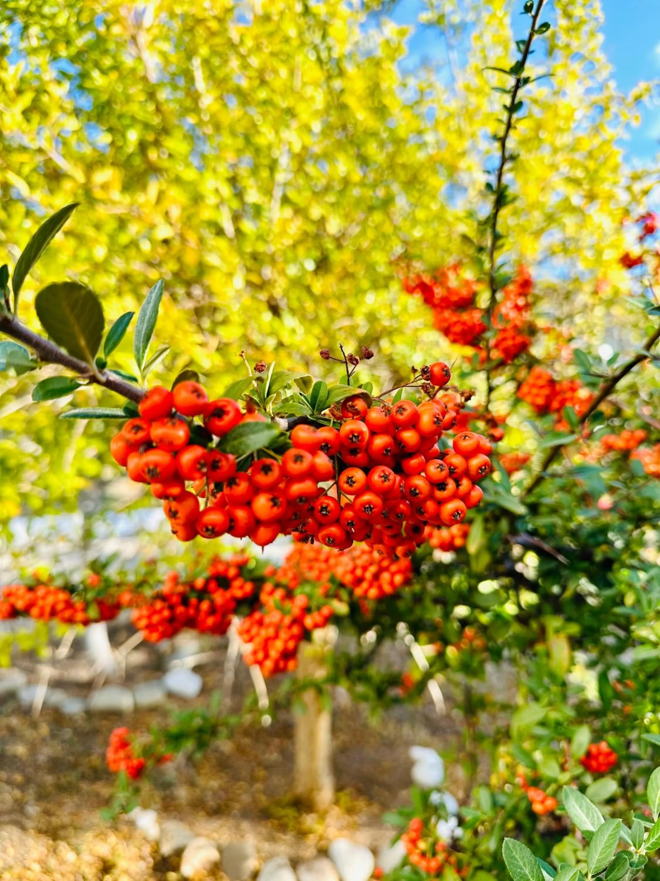 Garden in Gelidonya Pansiyon