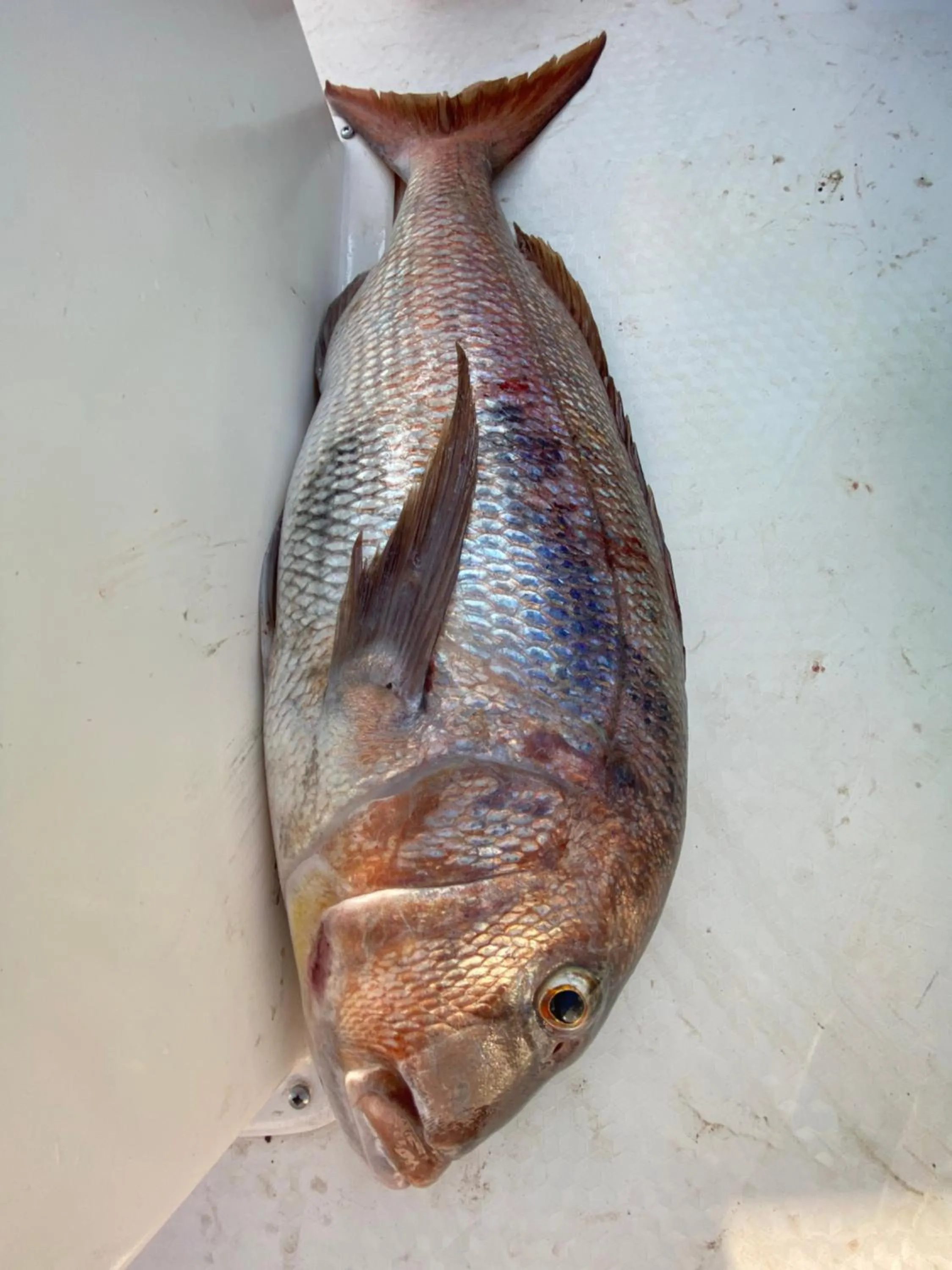 Fishing in Gelidonya Pansiyon