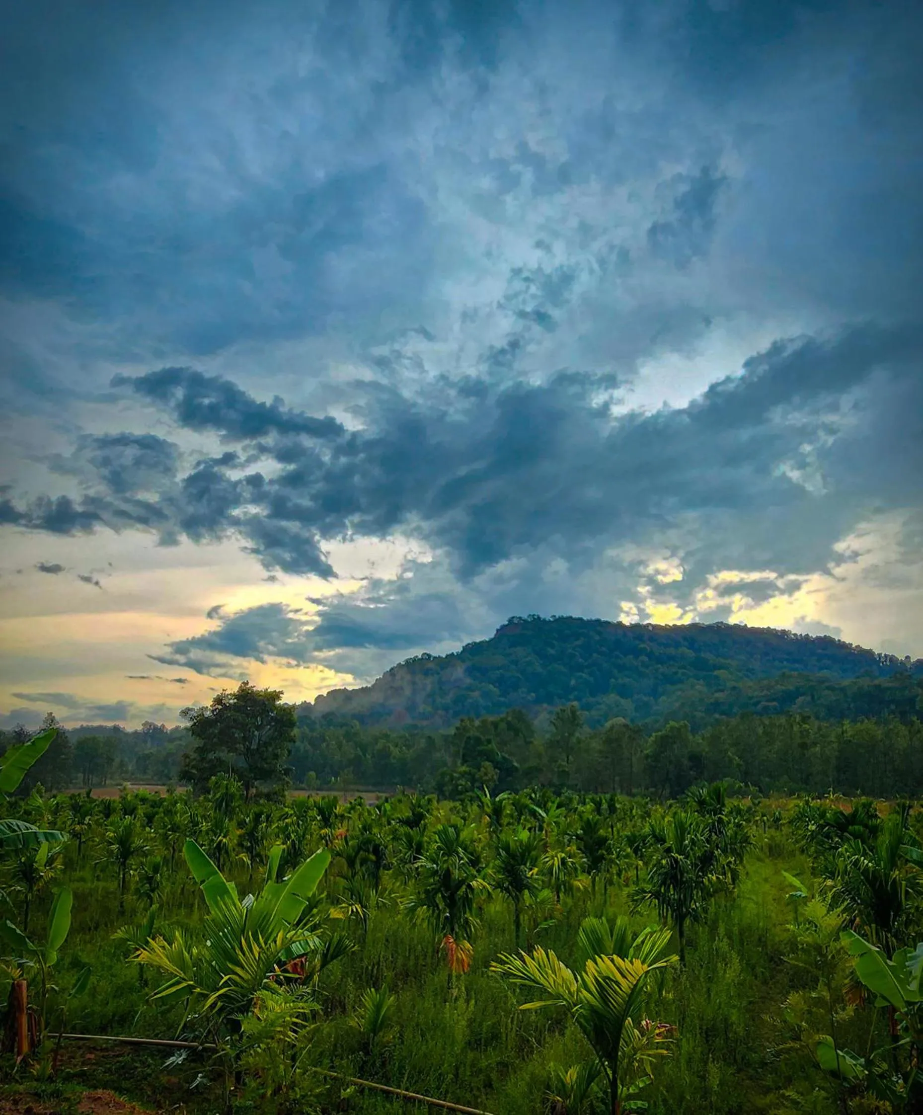 Natural landscape in Bendheka - Cliff Front Cottages Coorg