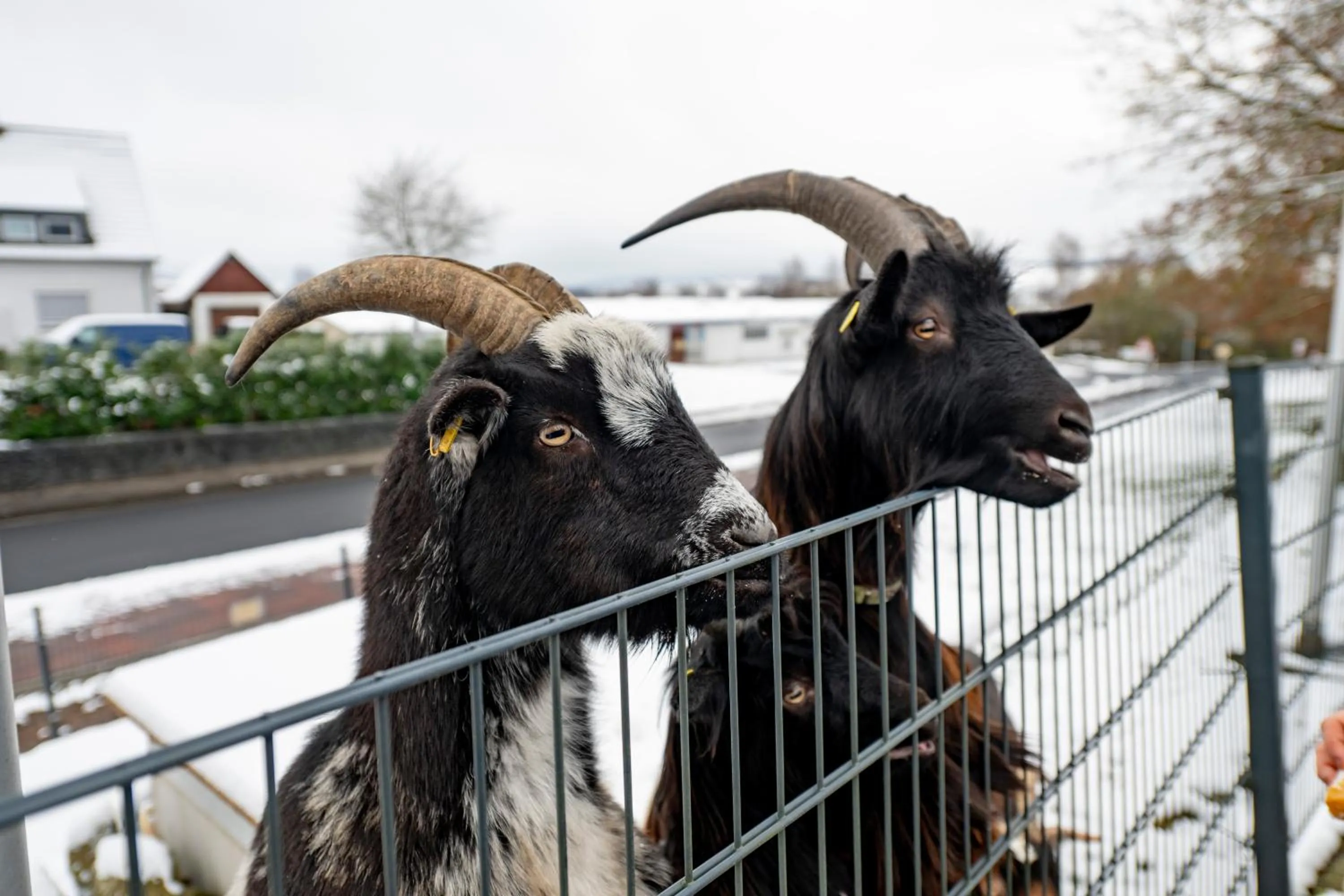 Animals in Hotel Berghof