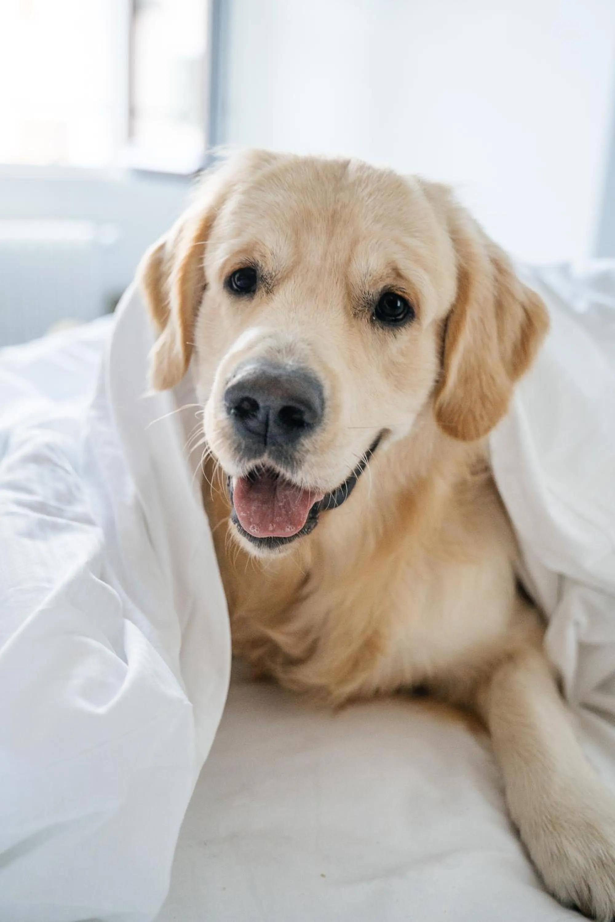 Animals in Auberge du Lyonnais