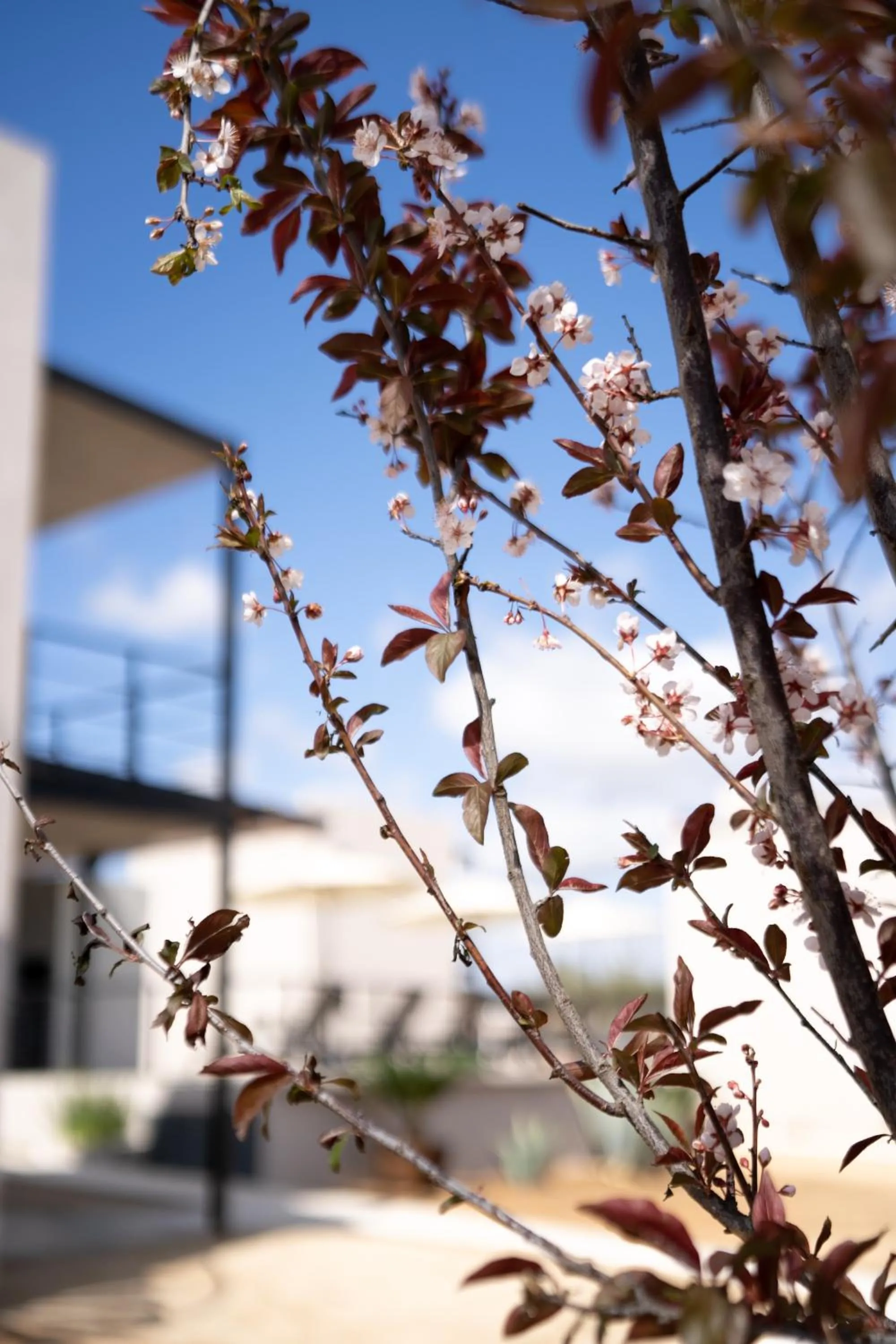 Garden in Villa Sophia Valle de Guadalupe