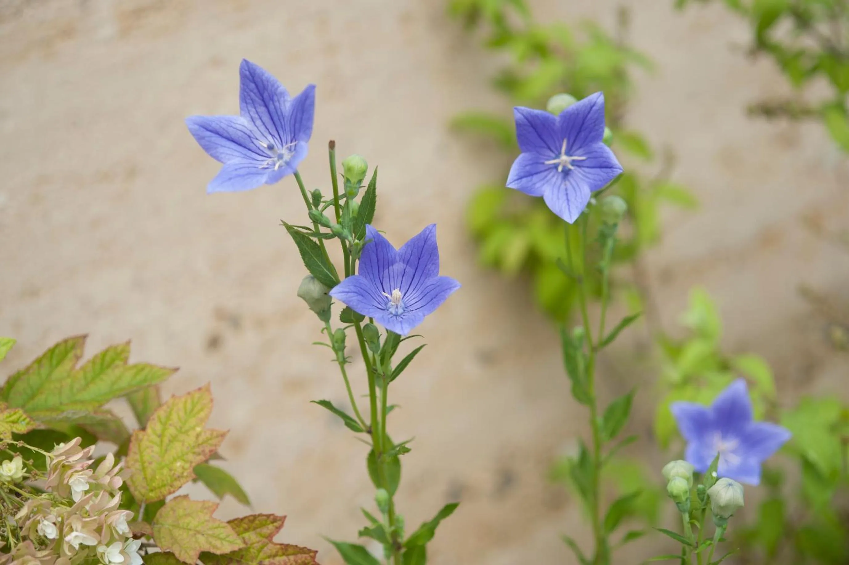Day in Ryokan Sumiya Kihoan