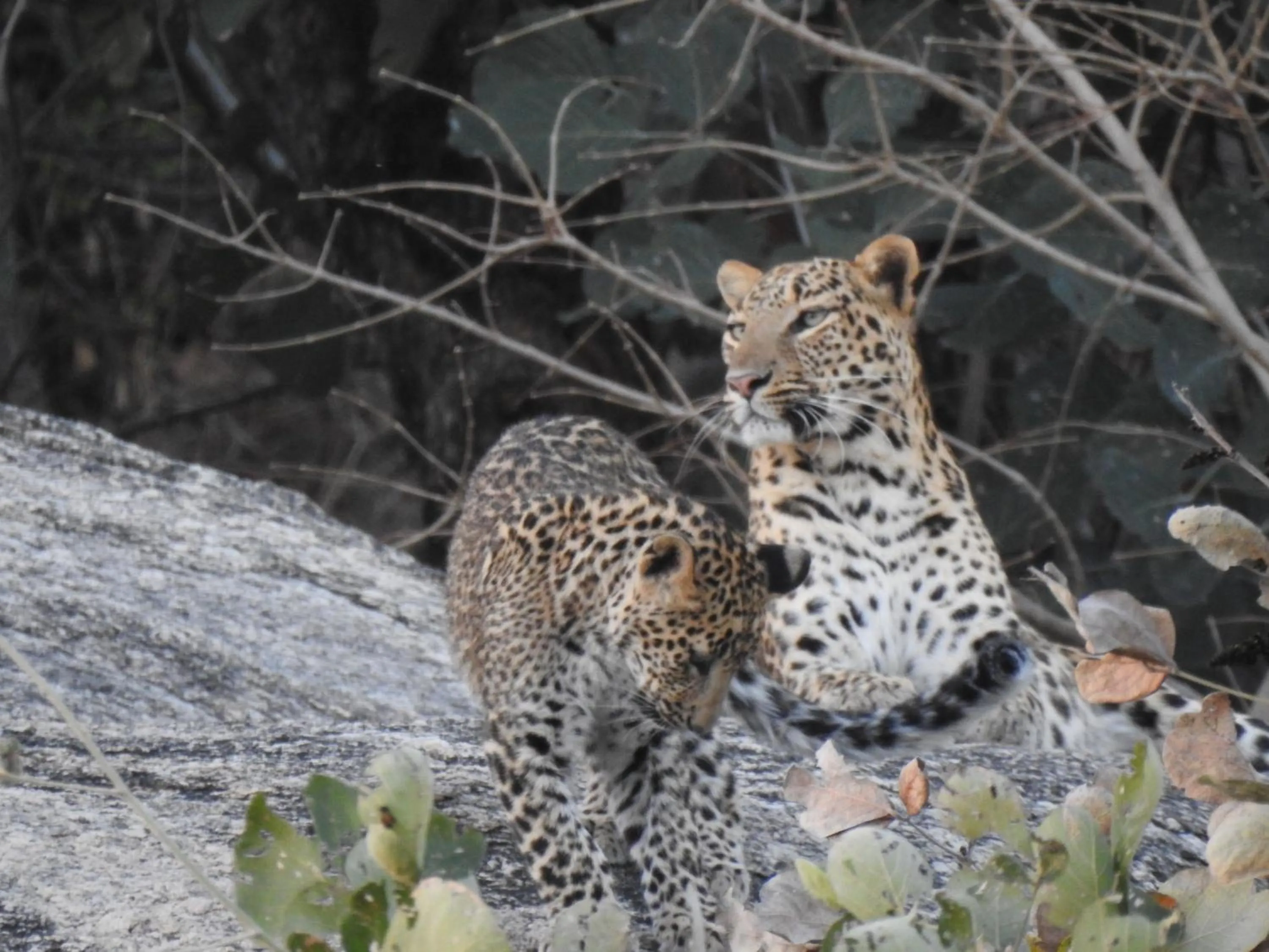 Nearby landmark in Jawai Empire Resort by Premier Hotels