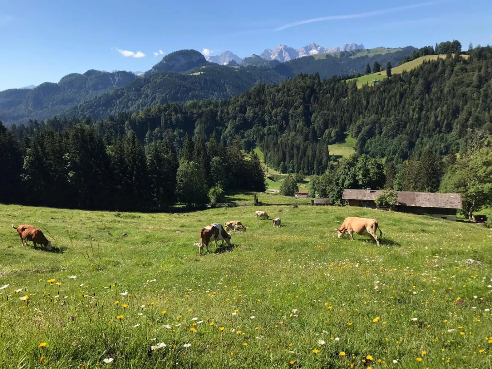 Animals in Biobauernhof Schneiderbauer