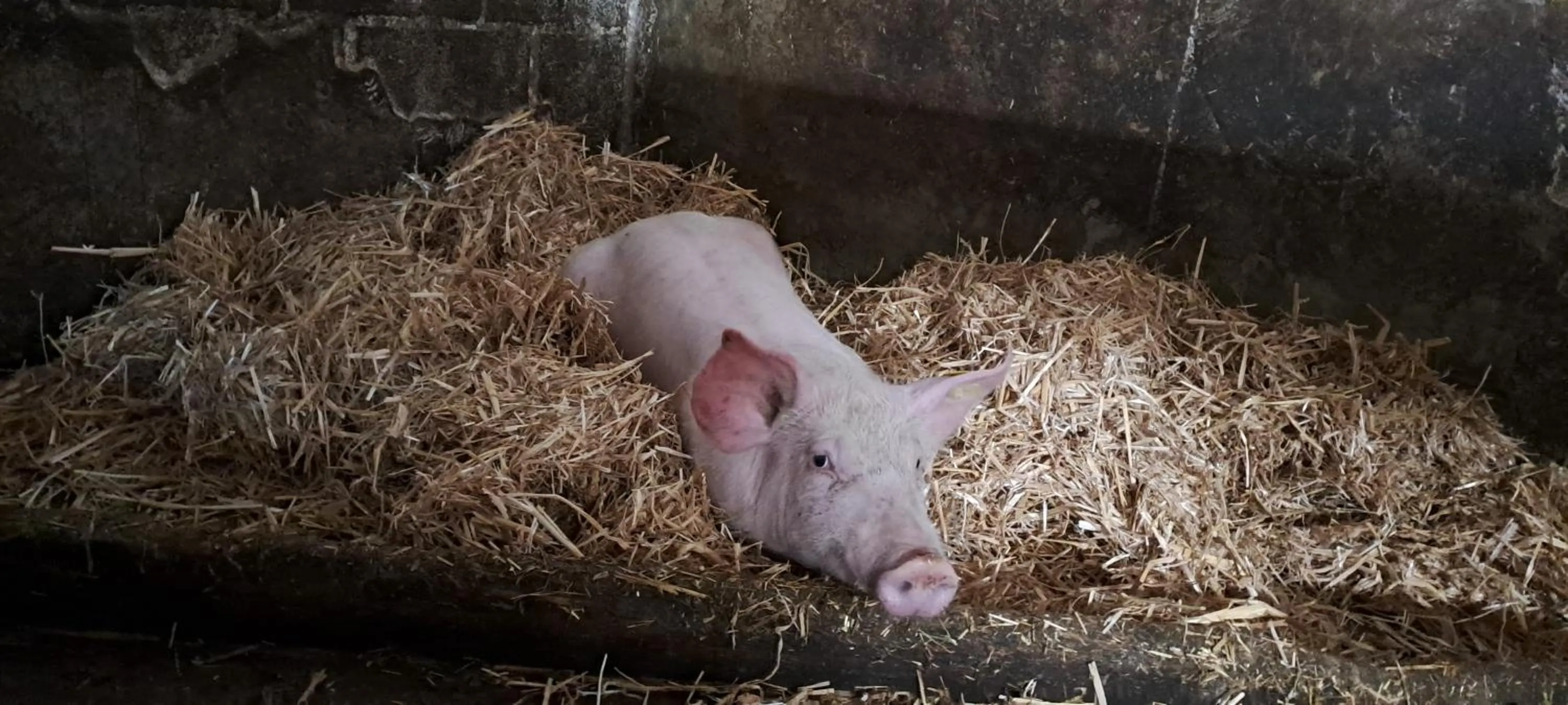 Animals in Biobauernhof Schneiderbauer