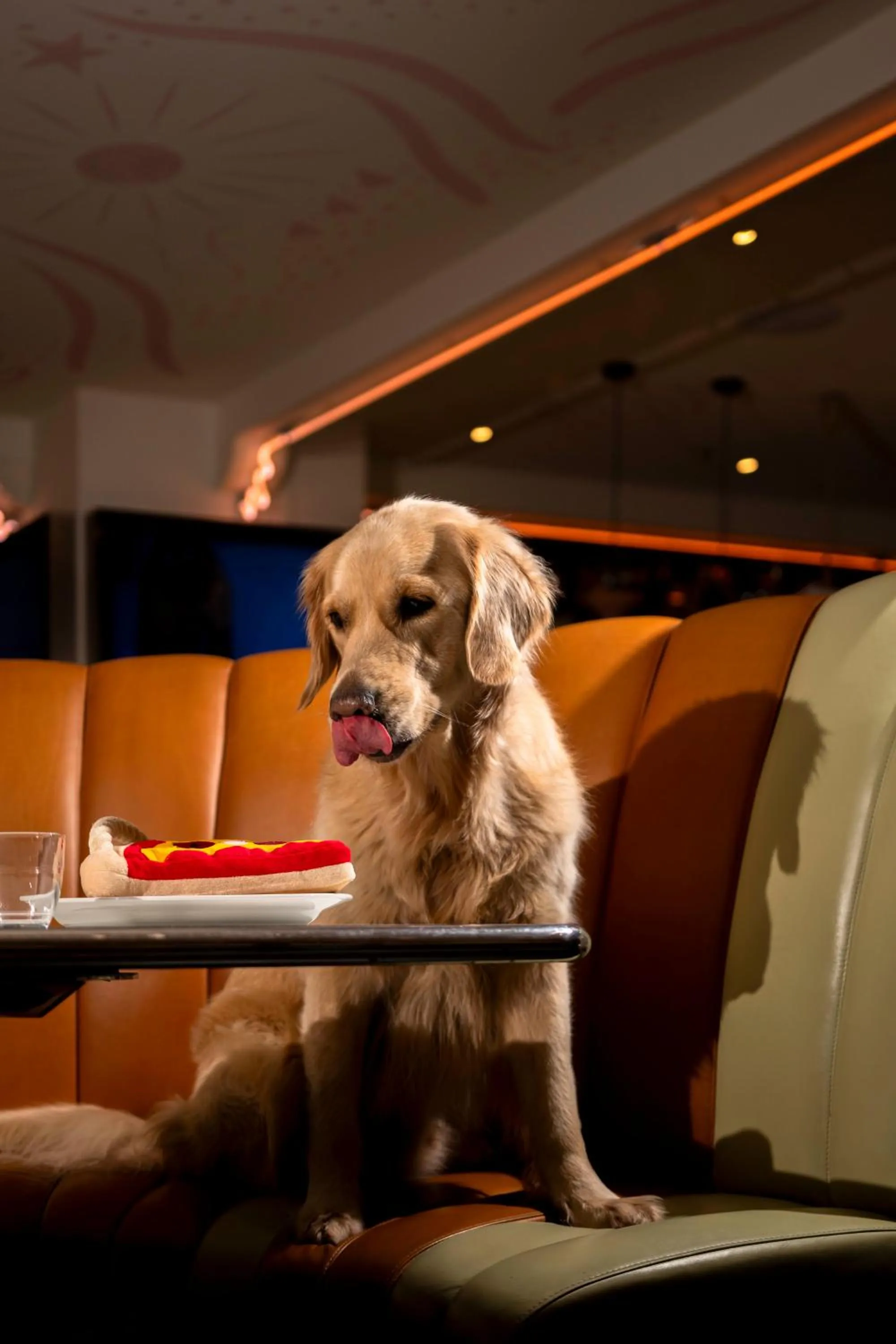 Pets in Mama Shelter Dijon