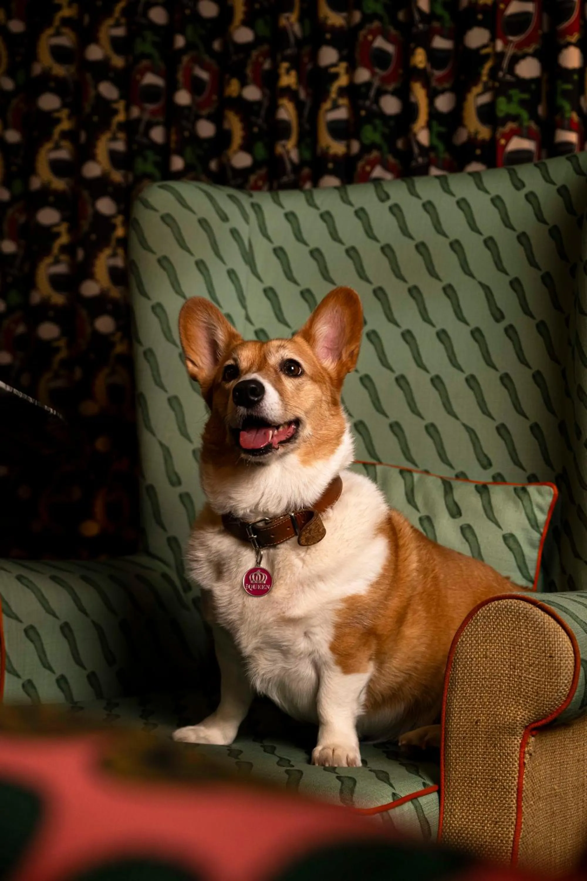 Pets in Mama Shelter Dijon