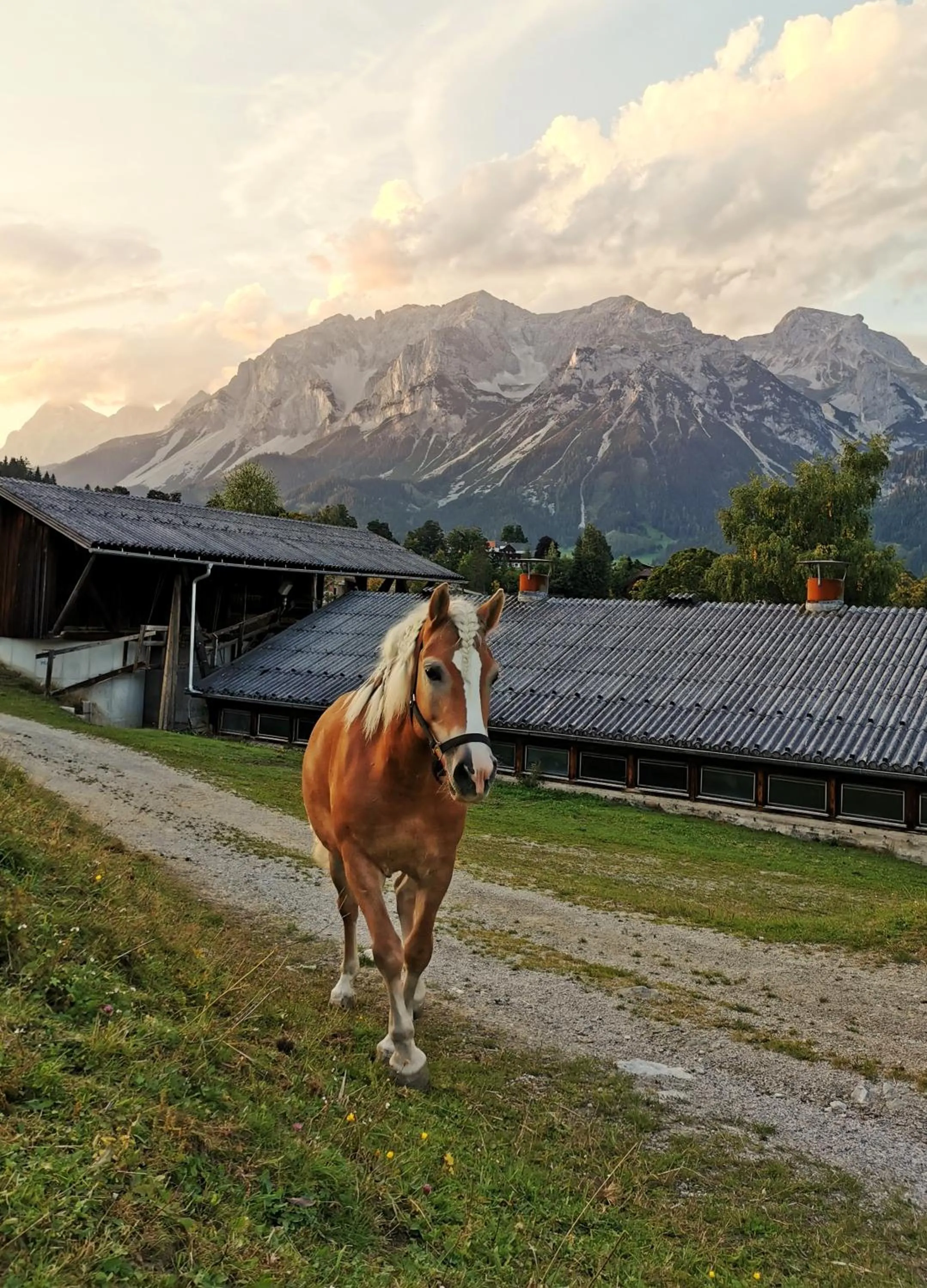 Animals in Burglehnerhof