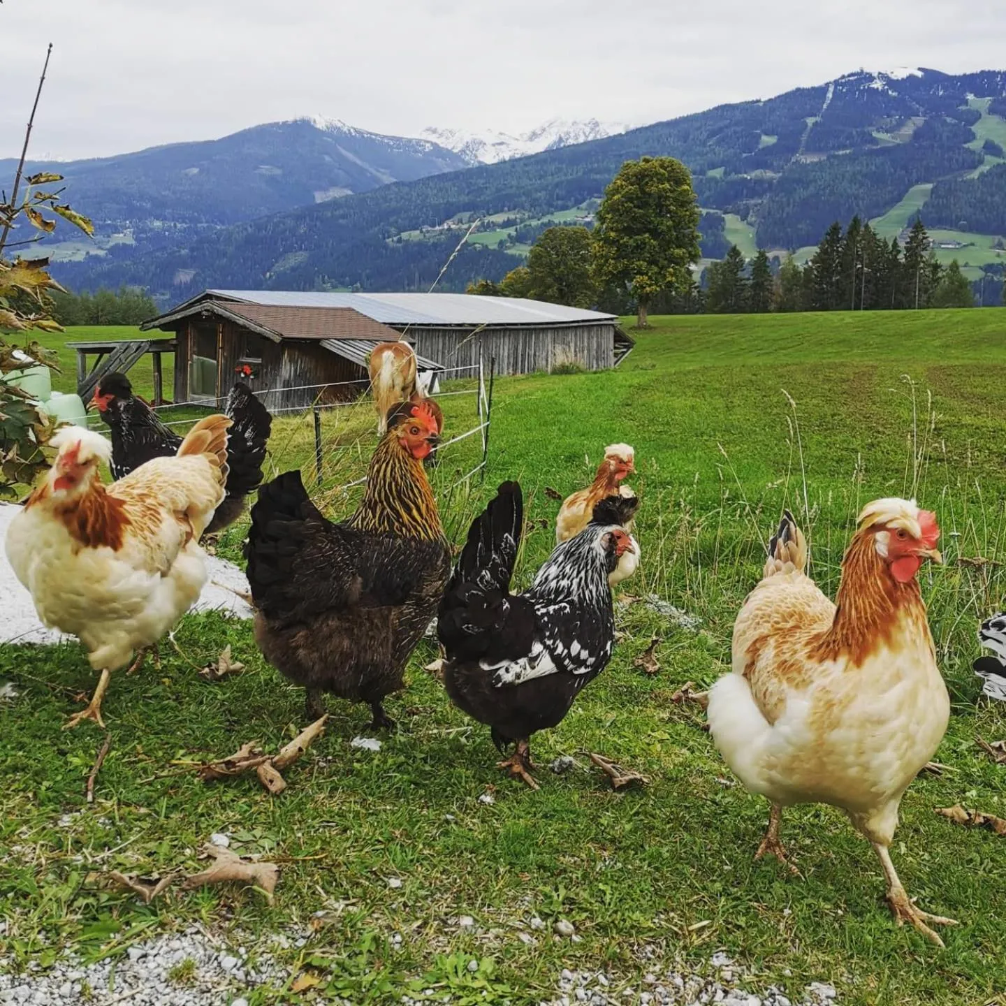 Natural landscape in Burglehnerhof