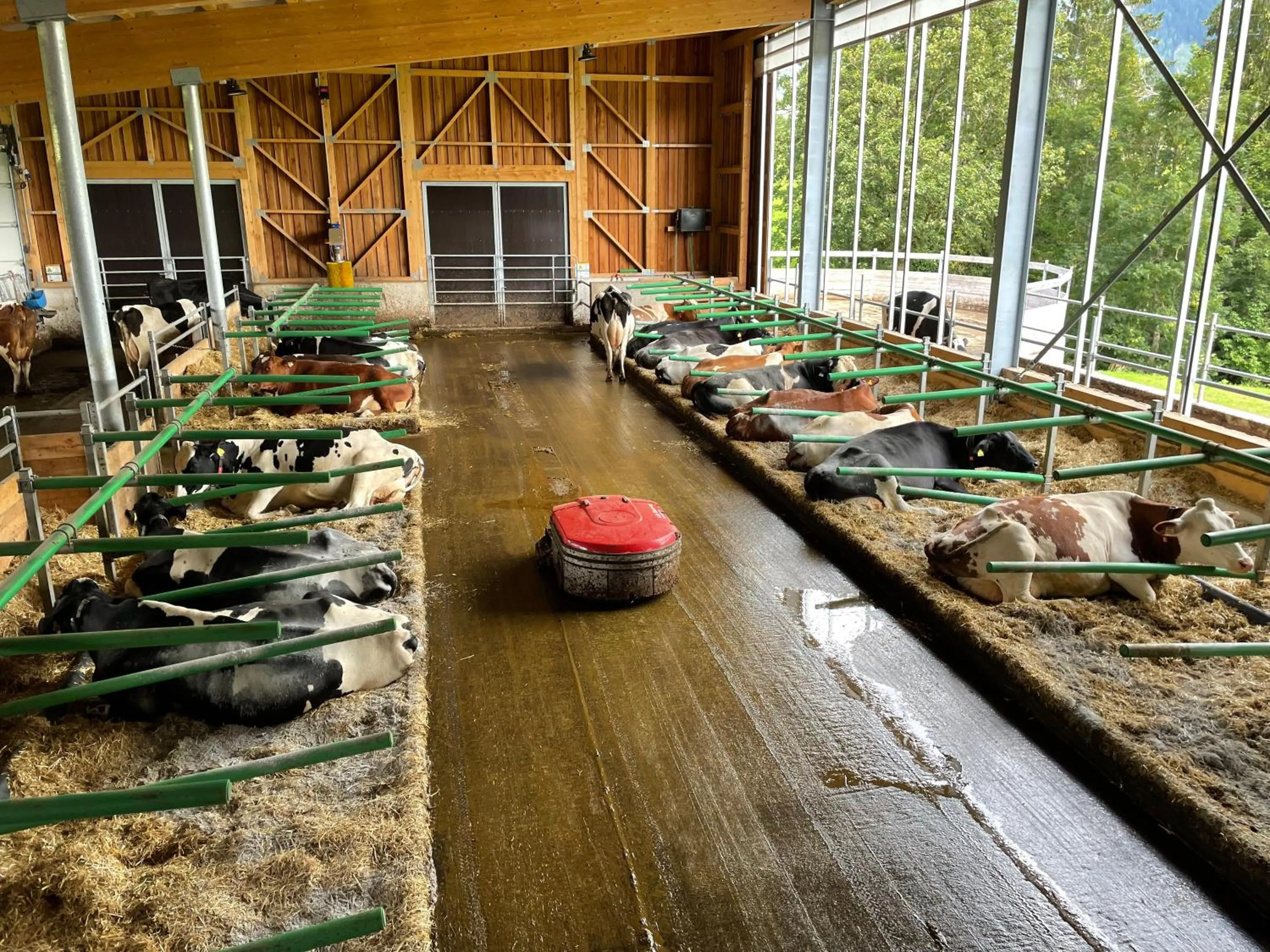 Animals in Burglehnerhof