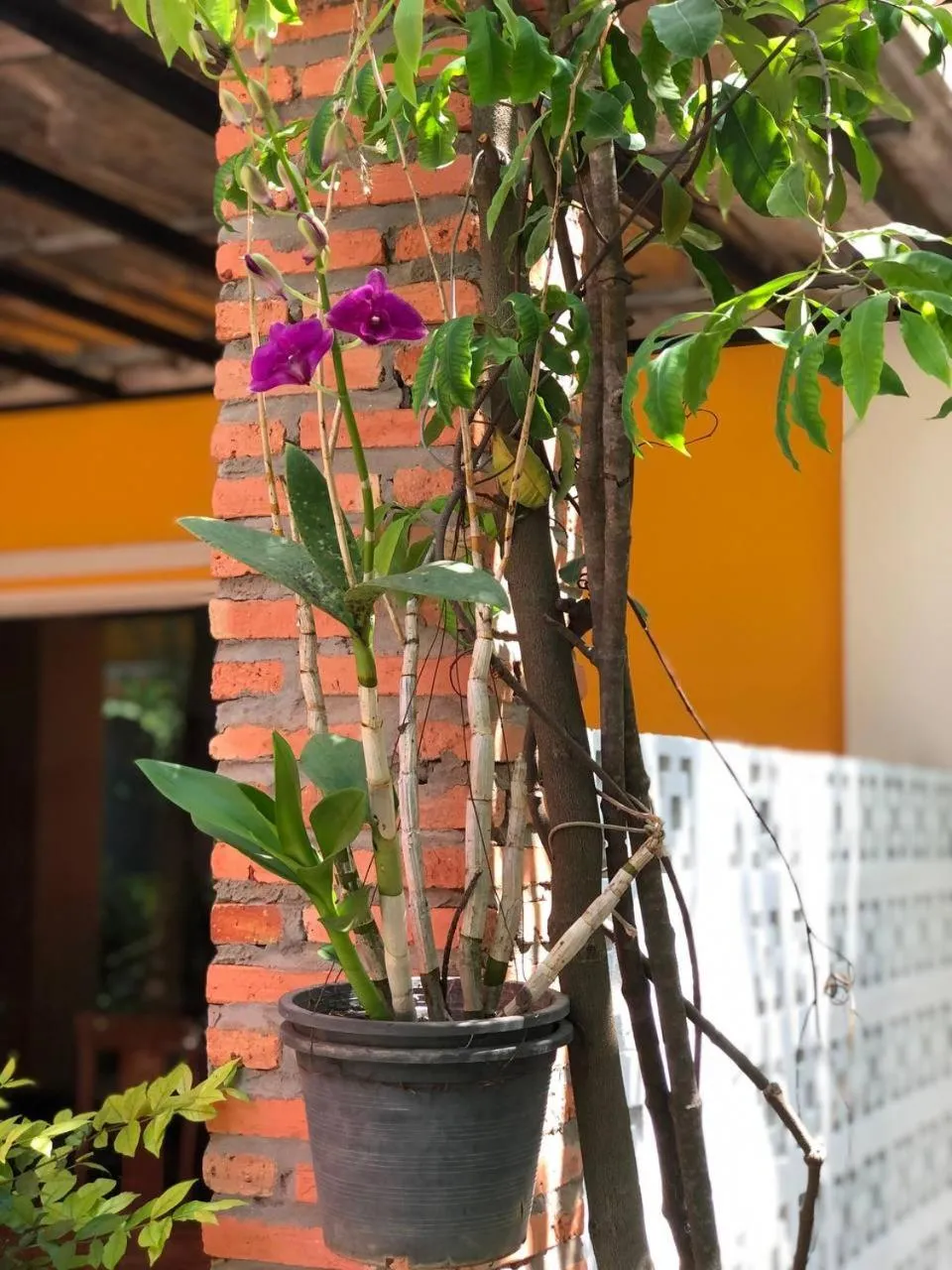 Garden view in Boyada Villa Siem Reap
