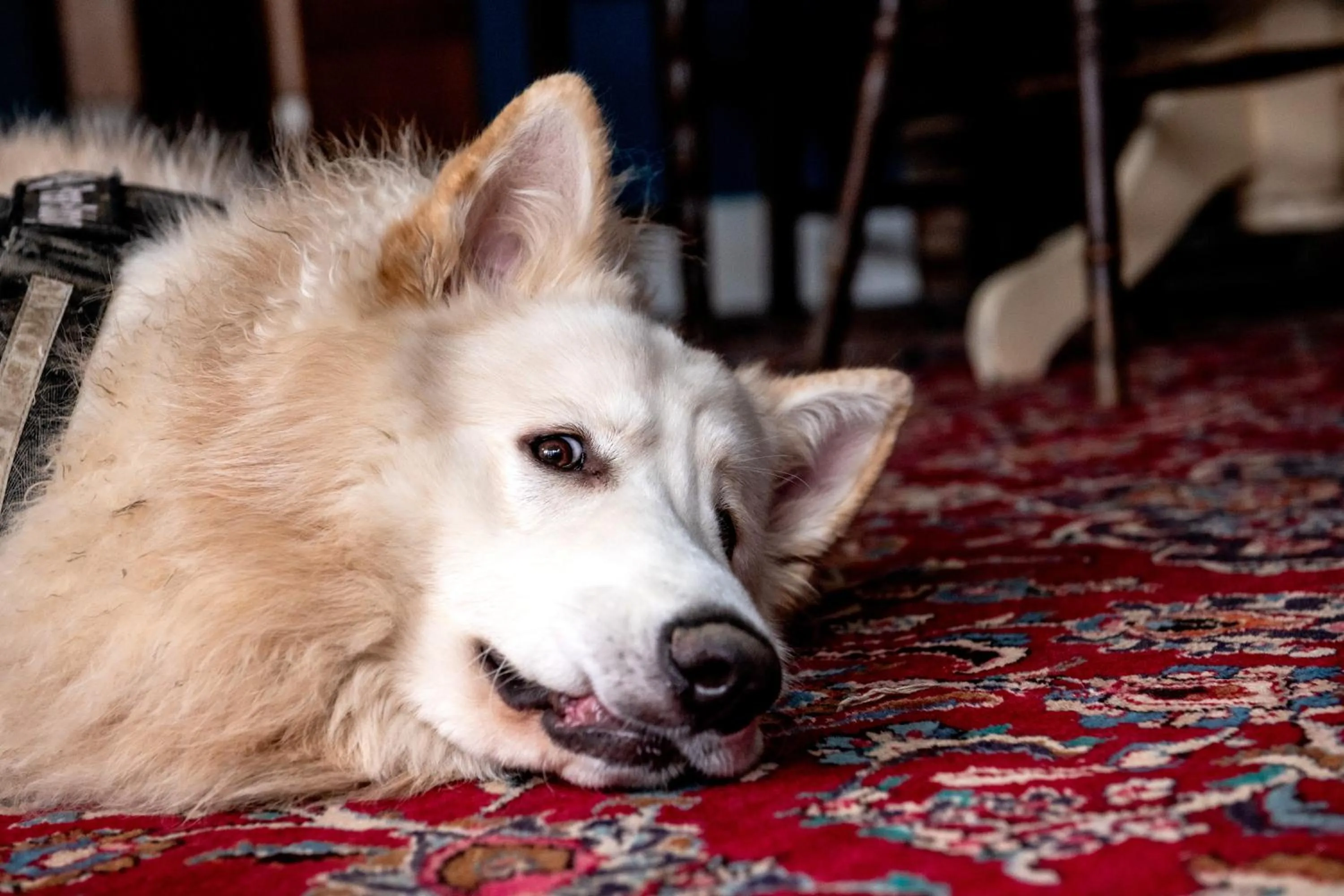 Pets in The Royal Oak